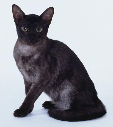 孟买猫的性格 亲近人类的